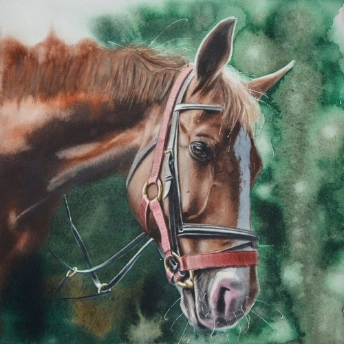 watercolor portrait of racehorse Secretariat