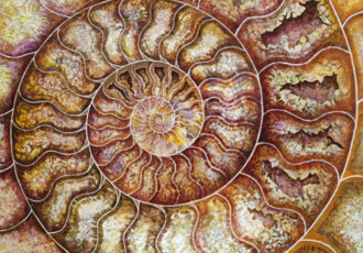 textured painting of a nautilus shell