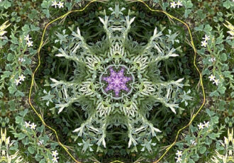 kaleidoscopic image taken from nature photo
