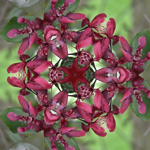 kaleidoscopic photo taken from images of tree buds