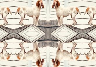 altered photo of a dog