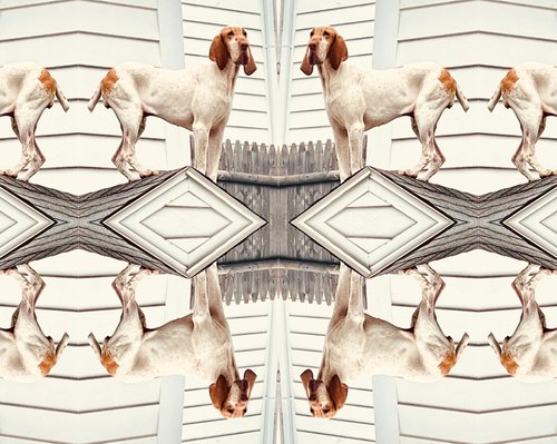 altered photo of a dog