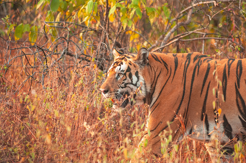 photograph of an Indian tiger in the brush