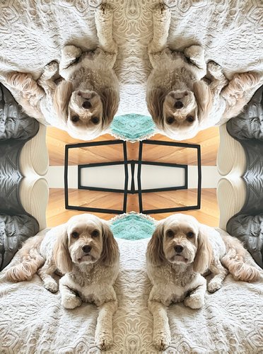 altered photo of a cocker spaniel