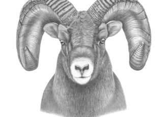 Graphite drawing of the head of a ram by Tammy Liu-Haller