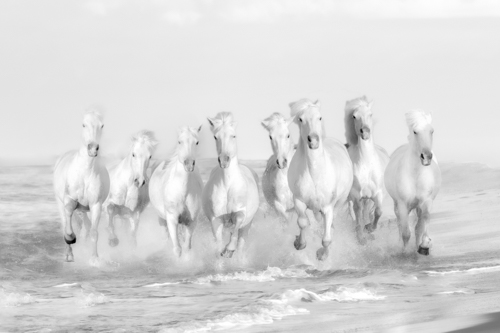 fine art photo horses running