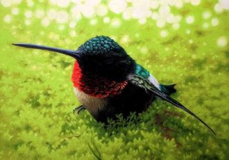 pastel portrait of a hummingbird by Veronica Carr